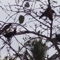 നന്മണ്ട അങ്ങാടിയിലെ വവ്വാല്‍ കൂട്ടങ്ങള്‍ പ്രദേശവാസികളുടെ ഉറക്കം കെടുത്തുന്നു